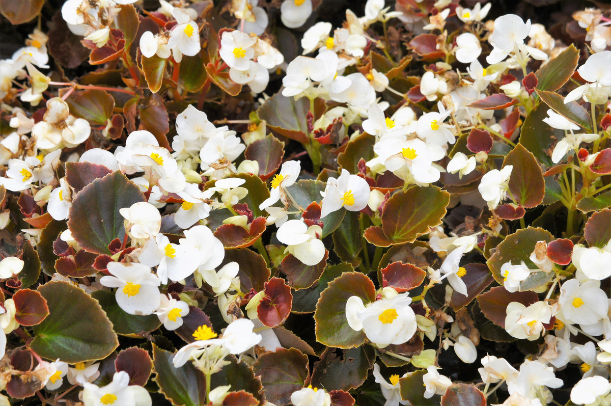 Mixed Wax Begonia (Begonia semperflorens) Seeds – 25 ct