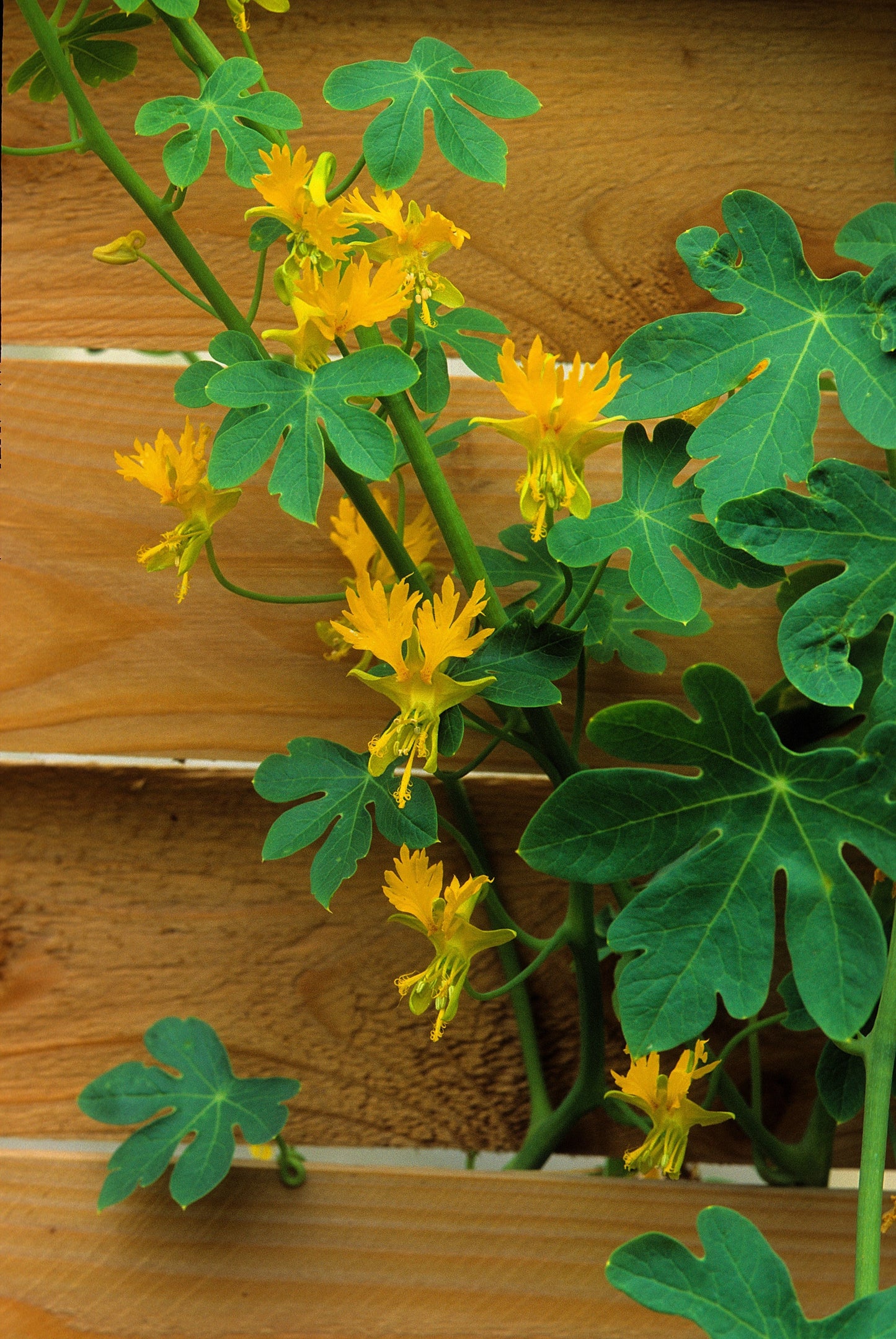 10 Canary Creeper Nasturtium (Tropaeolum Peregrinum) Seeds