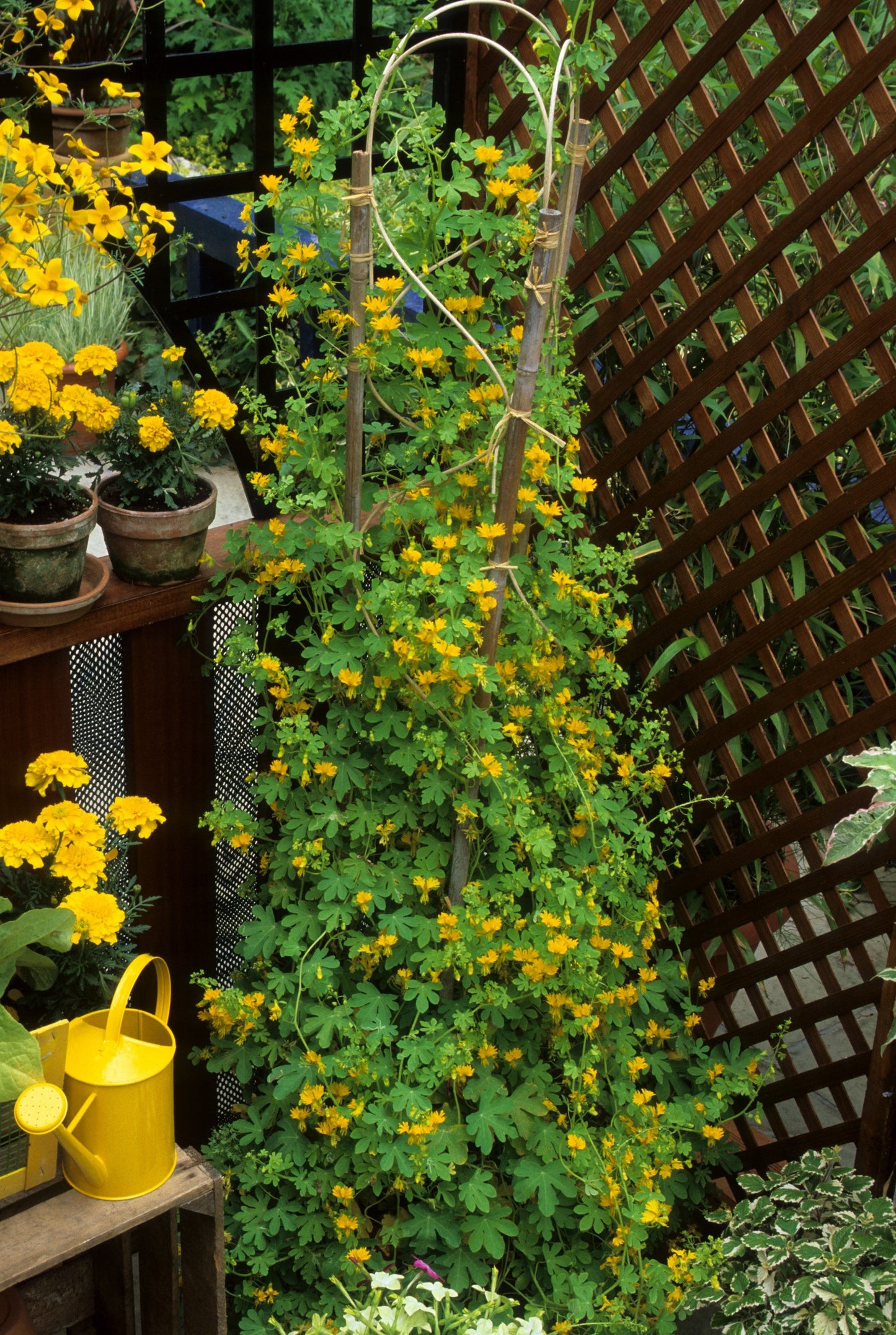 10 Canary Creeper Nasturtium (Tropaeolum Peregrinum) Seeds