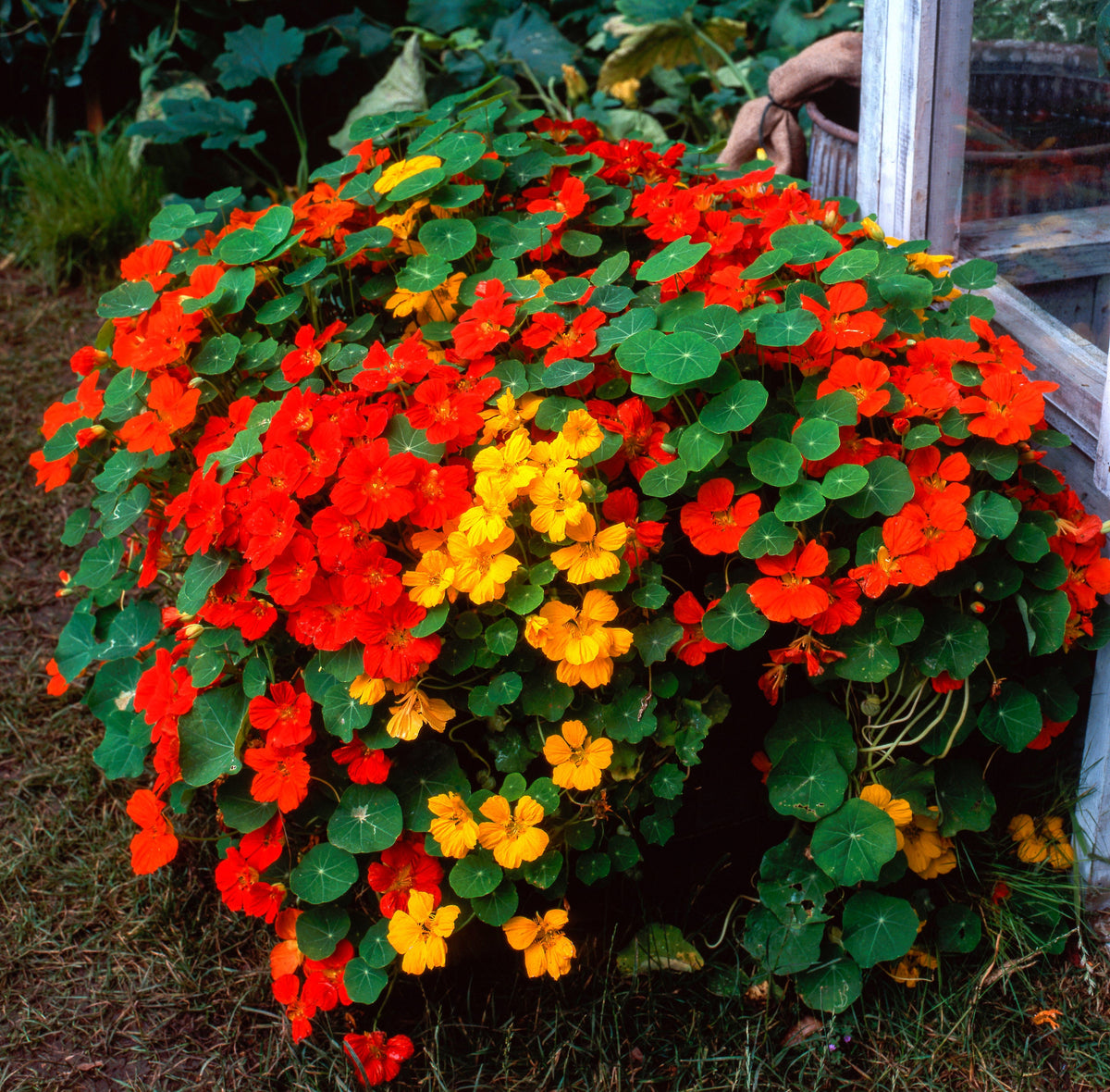 50 Mixed Colors Dwarf Jewel Nasturtium (Tropaeolum Minus) Seeds