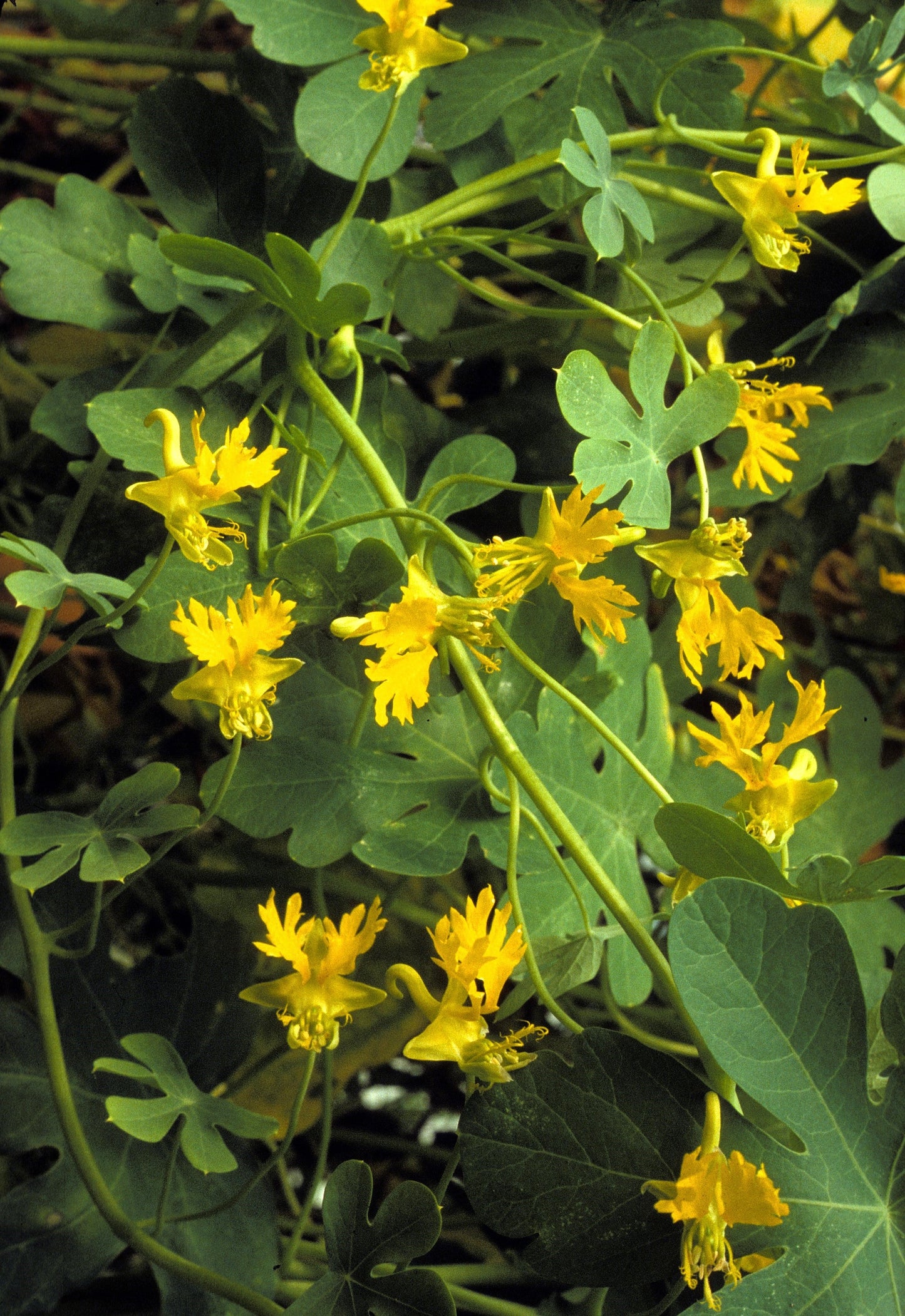 10 Canary Creeper Nasturtium (Tropaeolum Peregrinum) Seeds