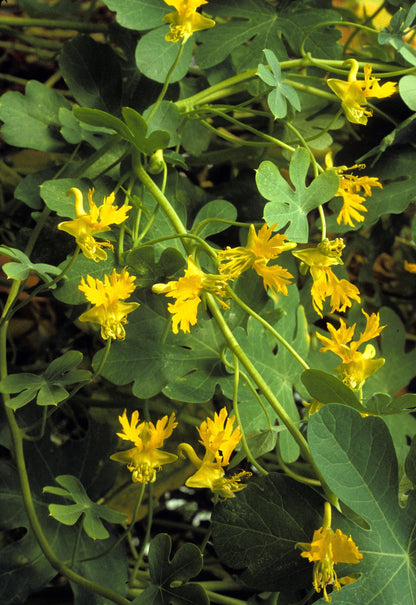 10 Canary Creeper Nasturtium (Tropaeolum Peregrinum) Seeds