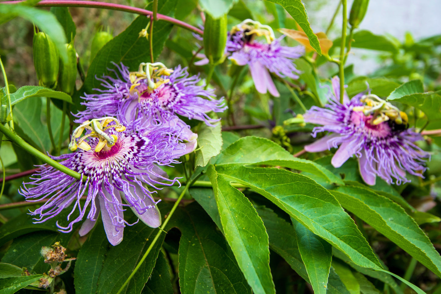 10 Purple Passion Flower (Granadilla Passiflora Incarnata) Seeds