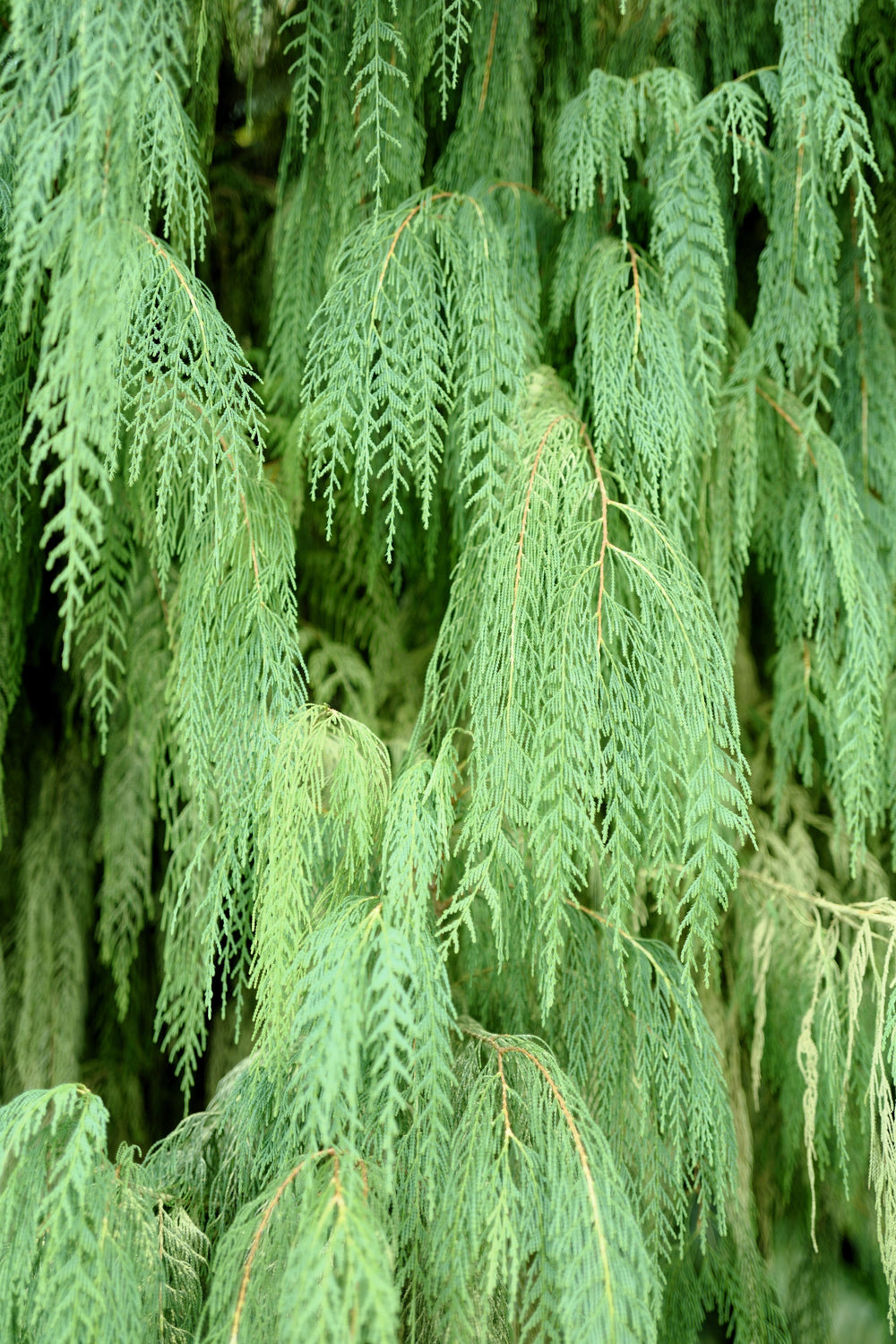 30 Weeping Cypress Tree (Cupressus Cashmeriana) Seeds