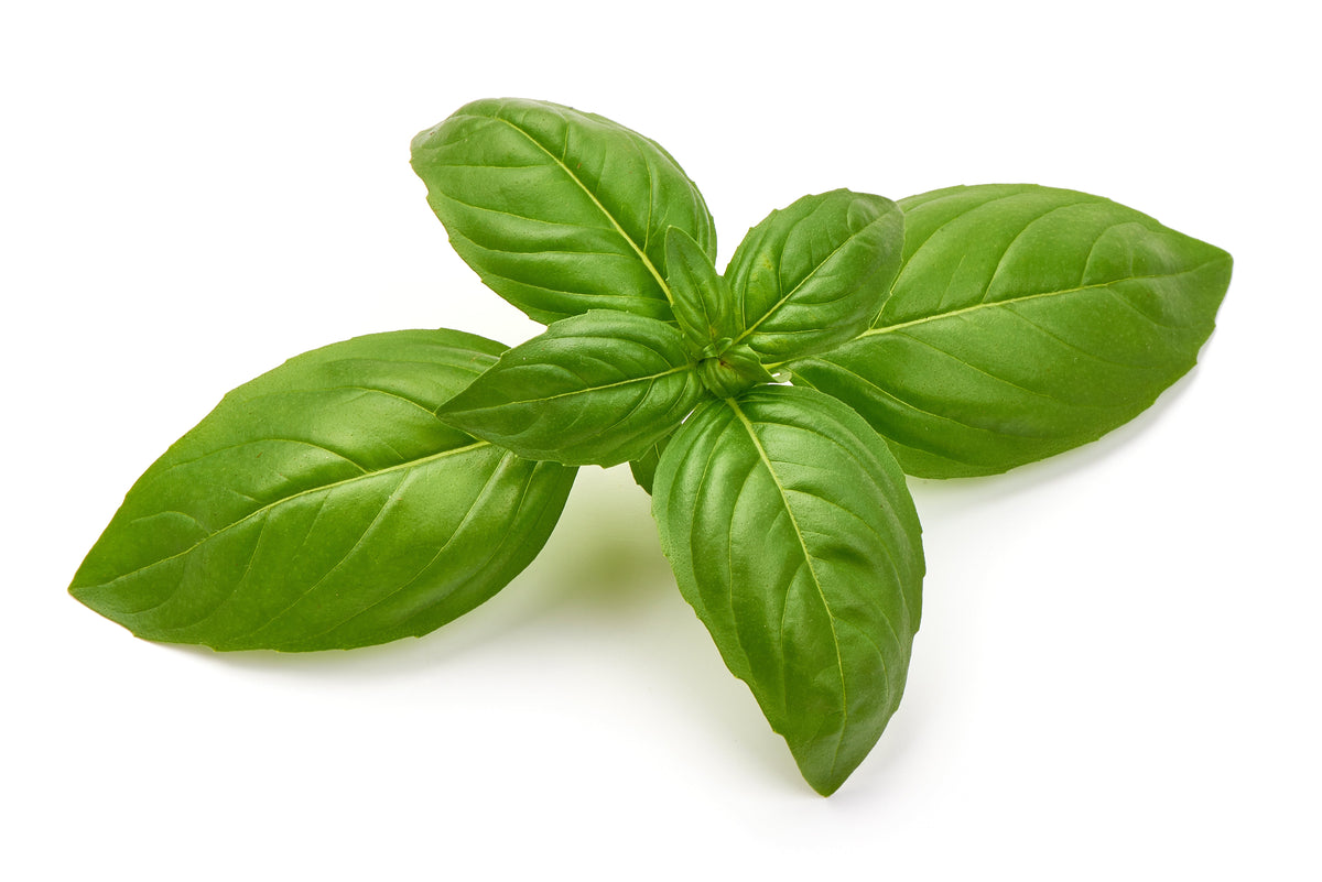 1500 SWEET BASIL Ocimum Basilicum Herb White Flower Seeds