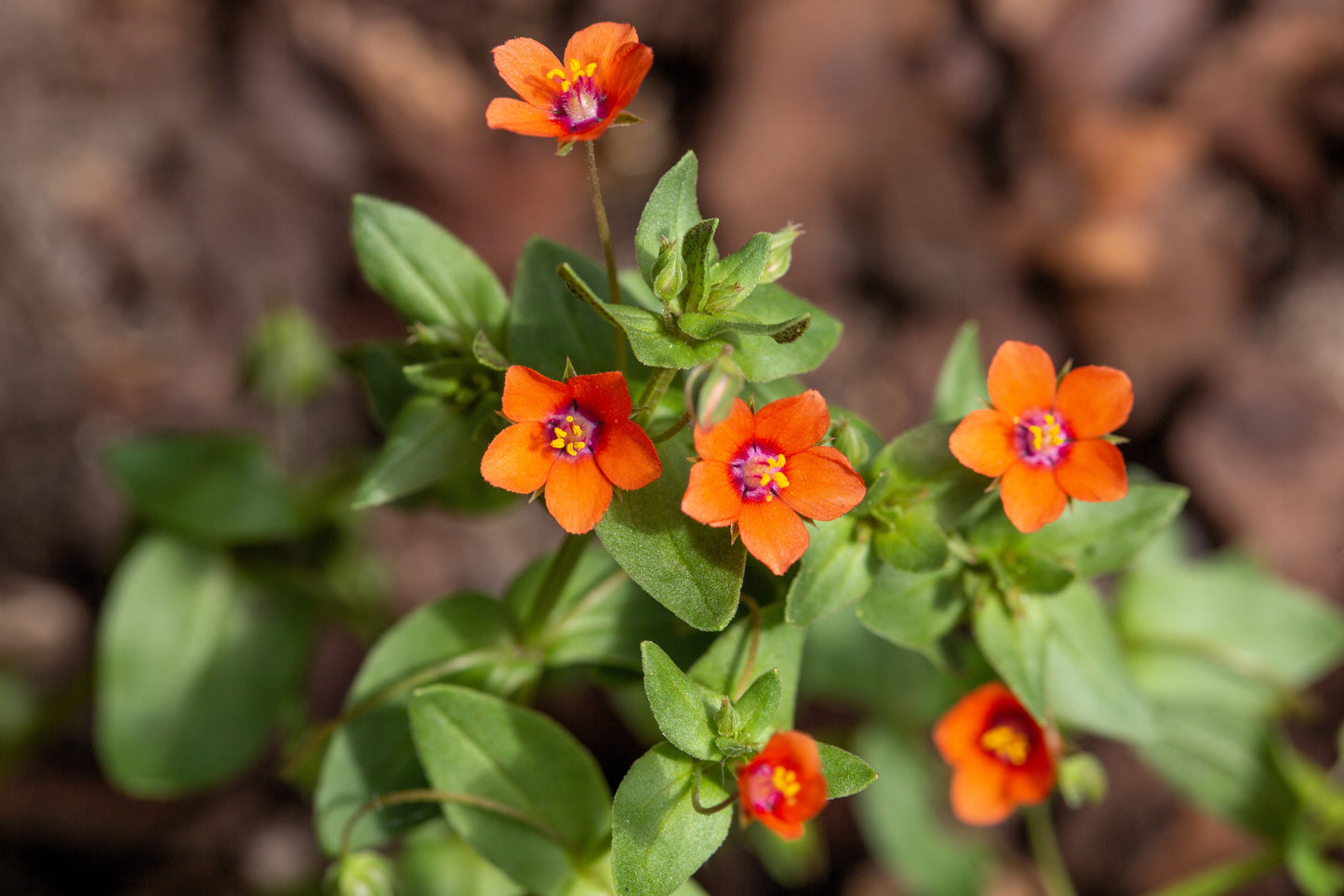 100 Scarlet Pimpernel (Adders Eyes; Anagallis Arvensis) Seeds