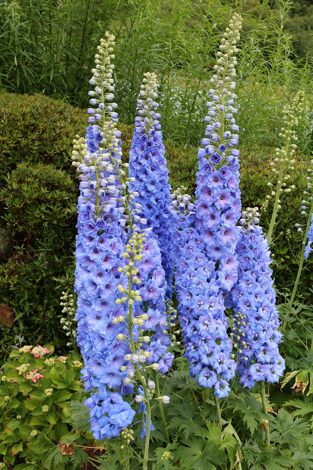 Blue With Pink Rocket Larkspur (Consolida ajacis) Seeds – 350 ct