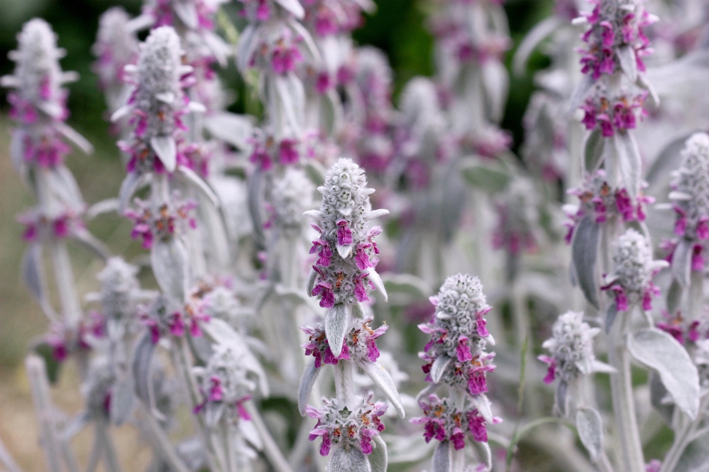 100 Woolly Lamb's Ear (Stachys Byzantina) Seeds