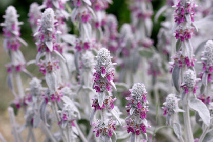 100 Woolly Lamb's Ear (Stachys Byzantina) Seeds