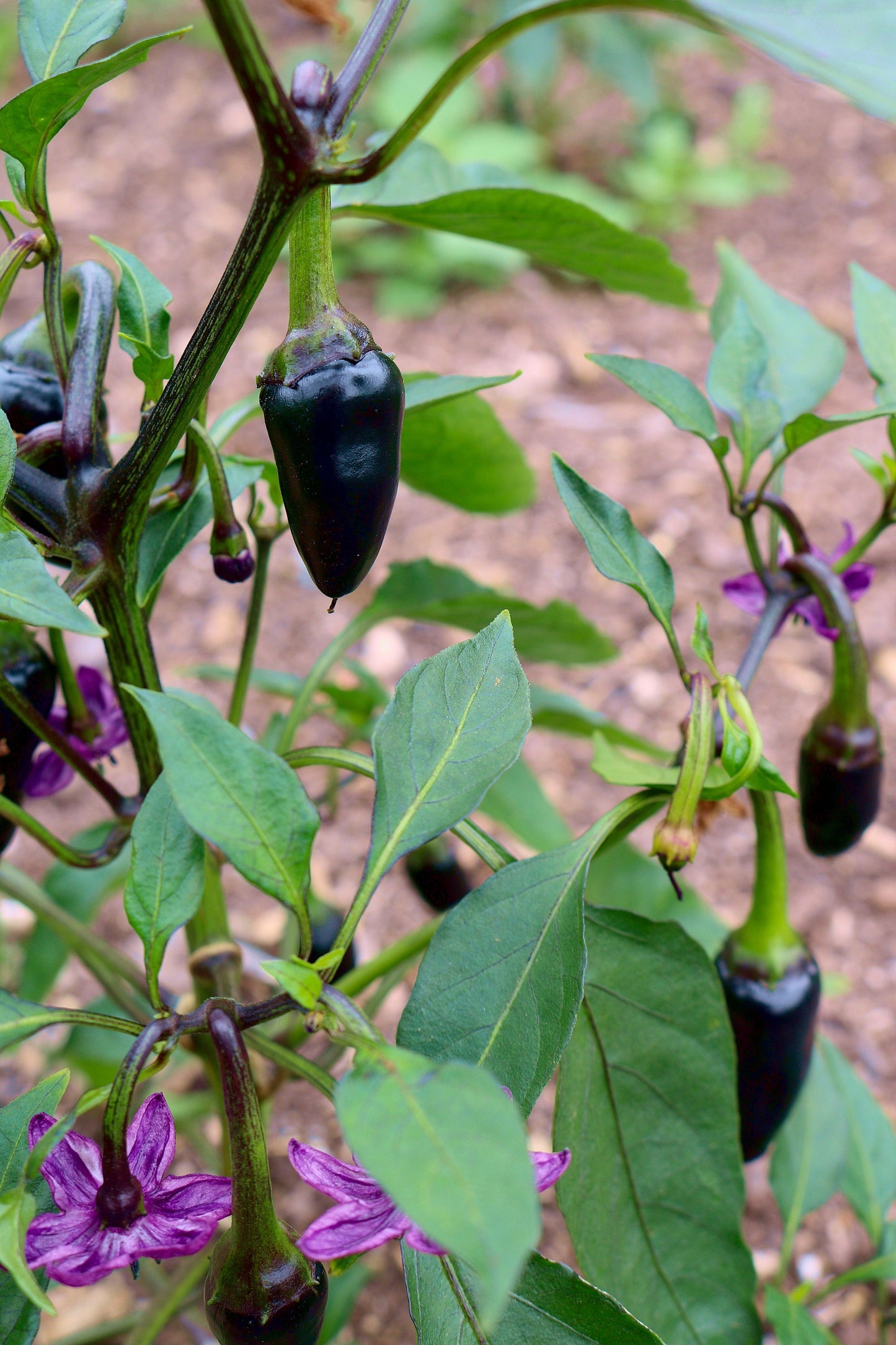 40 Organic Purple Jalapeño Pepper (Capsicum Annuum) Seeds
