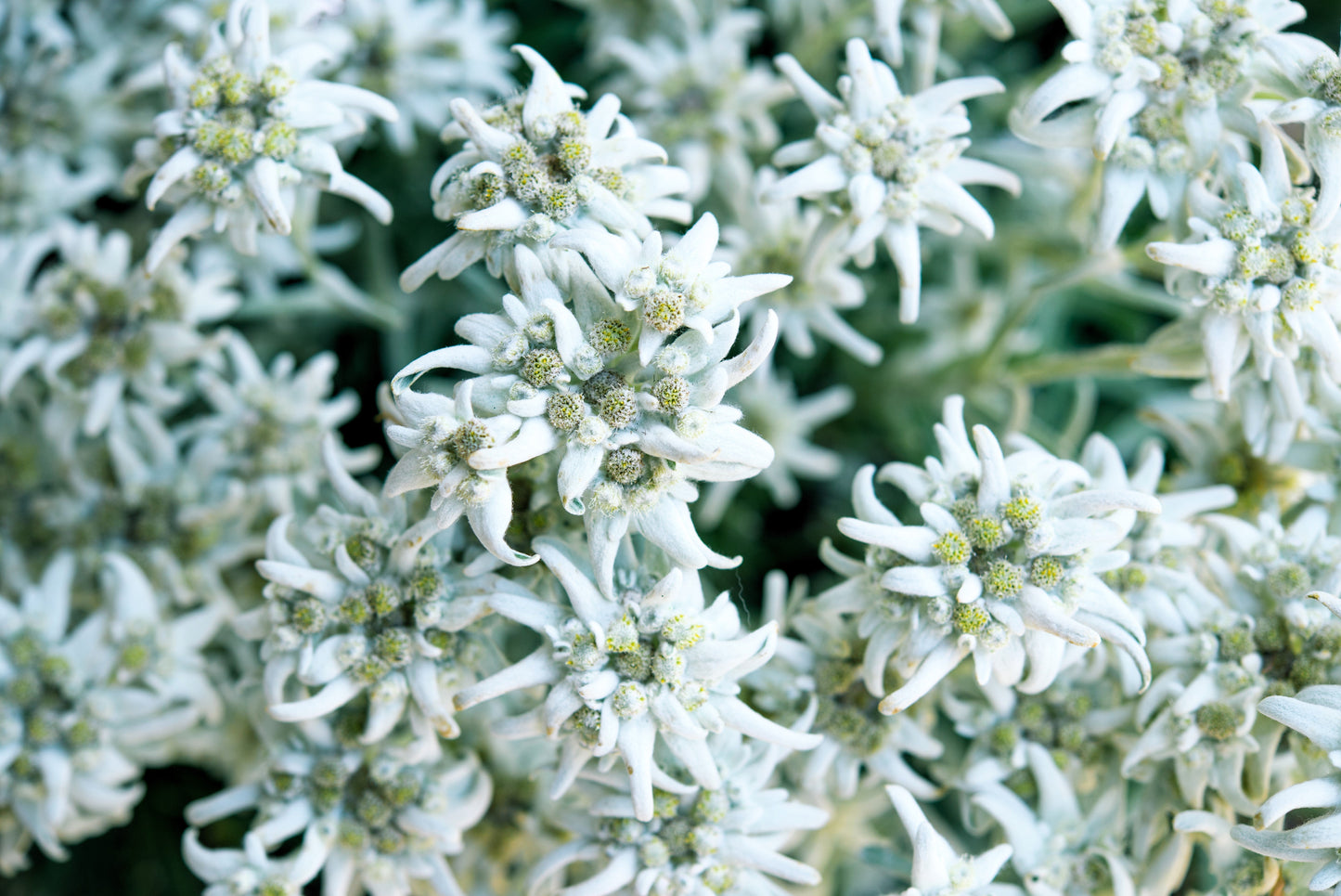 50 Edelweiss (Leontopodium Alpinum) Seeds