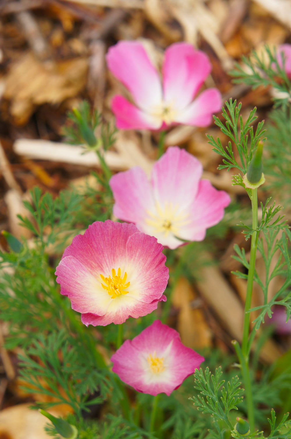 500 Carmine King California Poppy (Eschscholzia Californica) Seeds