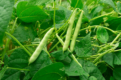 Red Kidney Bean (Phaseolus vulgaris) Seeds – 30 ct