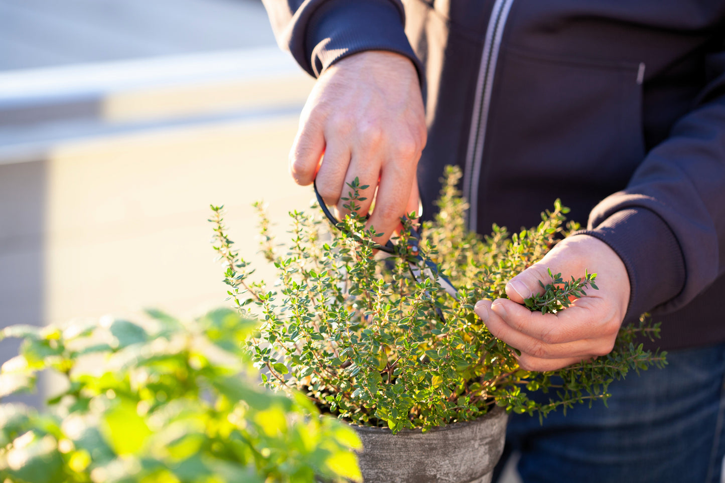 30 Orange Thyme Orangelo (Thymus Vulgaris Fragrantissimus) Seeds
