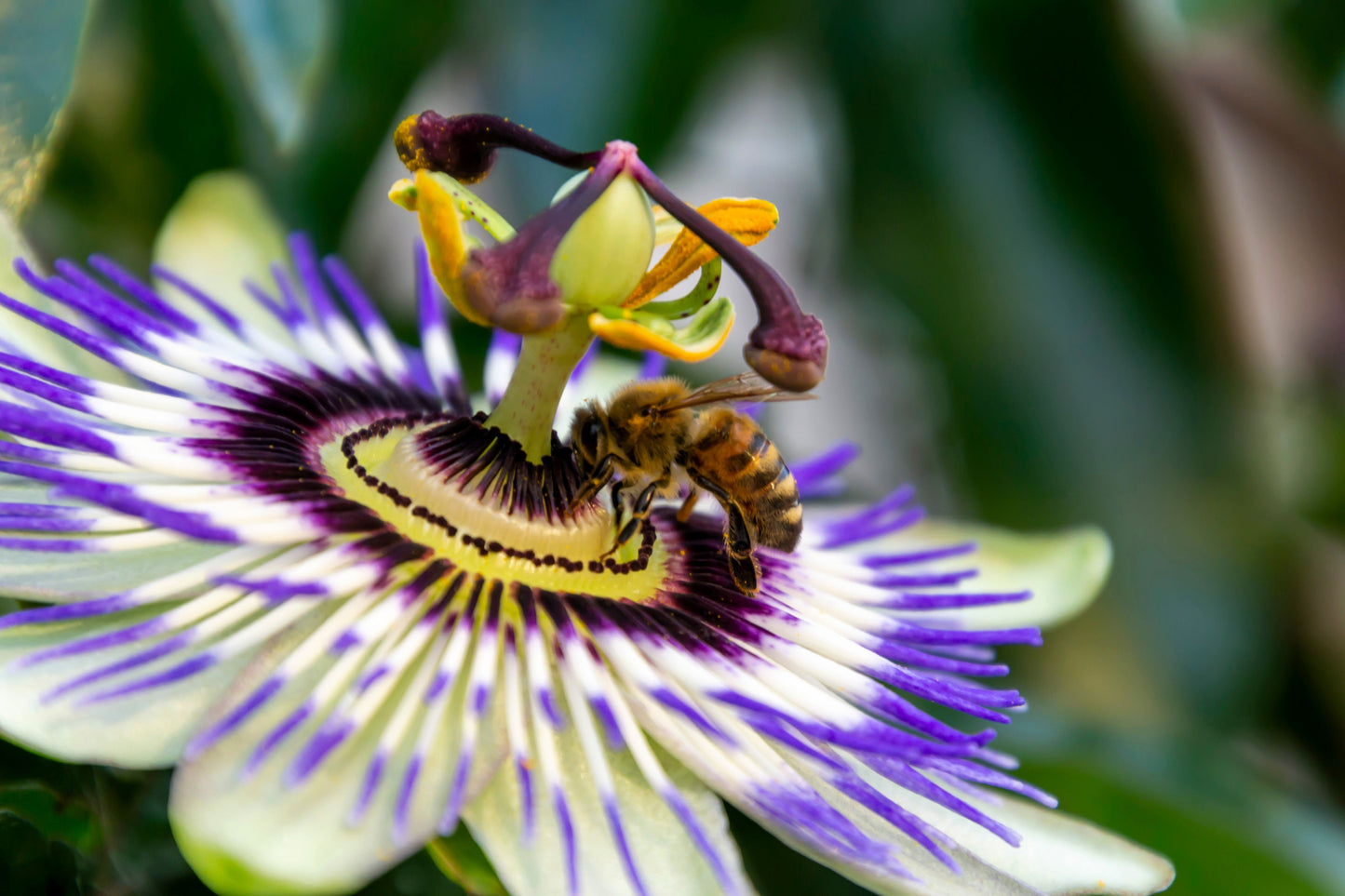 20 Purple Passion Fruit (Granadilla Passiflora Edulis ) Seeds