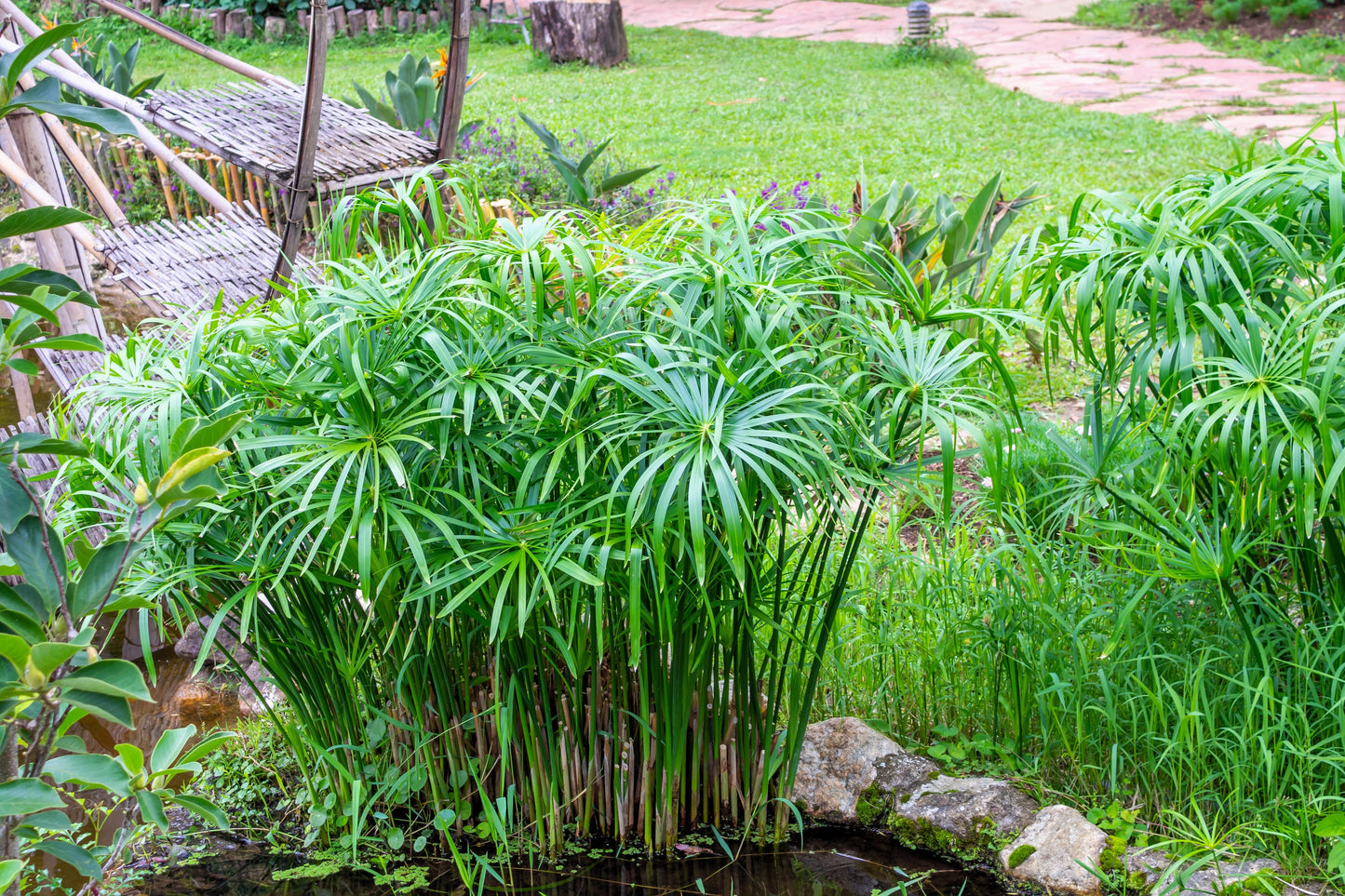 50 Umbrella Plant (Cyperus Alternifolius) Seeds