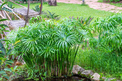 50 Umbrella Plant (Cyperus Alternifolius) Seeds