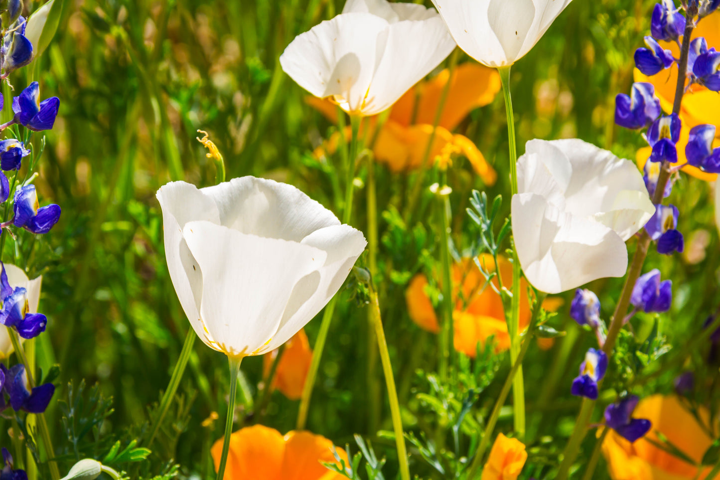 1000 White California Poppy (Eschscholzia Californica) Seeds