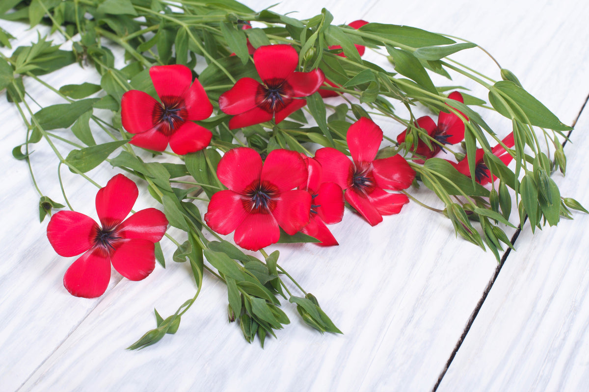 500 Red Scarlet Flax (Linum Grandiflorum Rubrum) Seeds