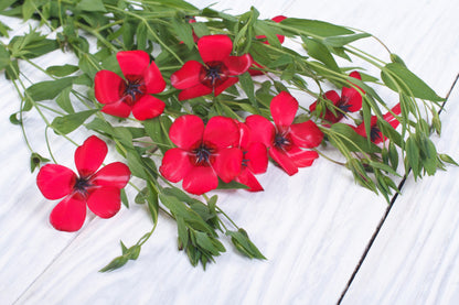 500 Red Scarlet Flax (Linum Grandiflorum Rubrum) Seeds