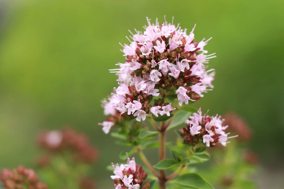 Sweet Marjoram (Origanum majorana) Seeds – 2,000 ct