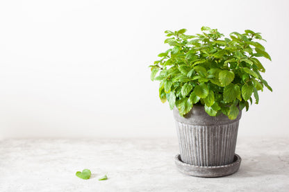 1500 Lemon Balm (Melissa Officinalis) Seeds