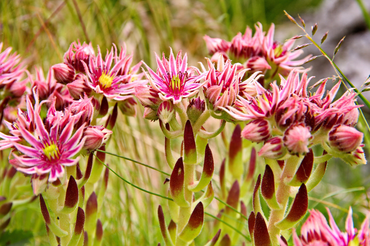 Mountain Houseleek (Sempervivum montanum) Seeds – 50 ct