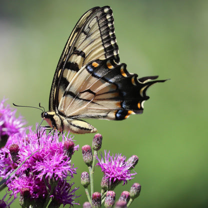 250 Common Ironweed (Vernonia Fasciculata) Seeds