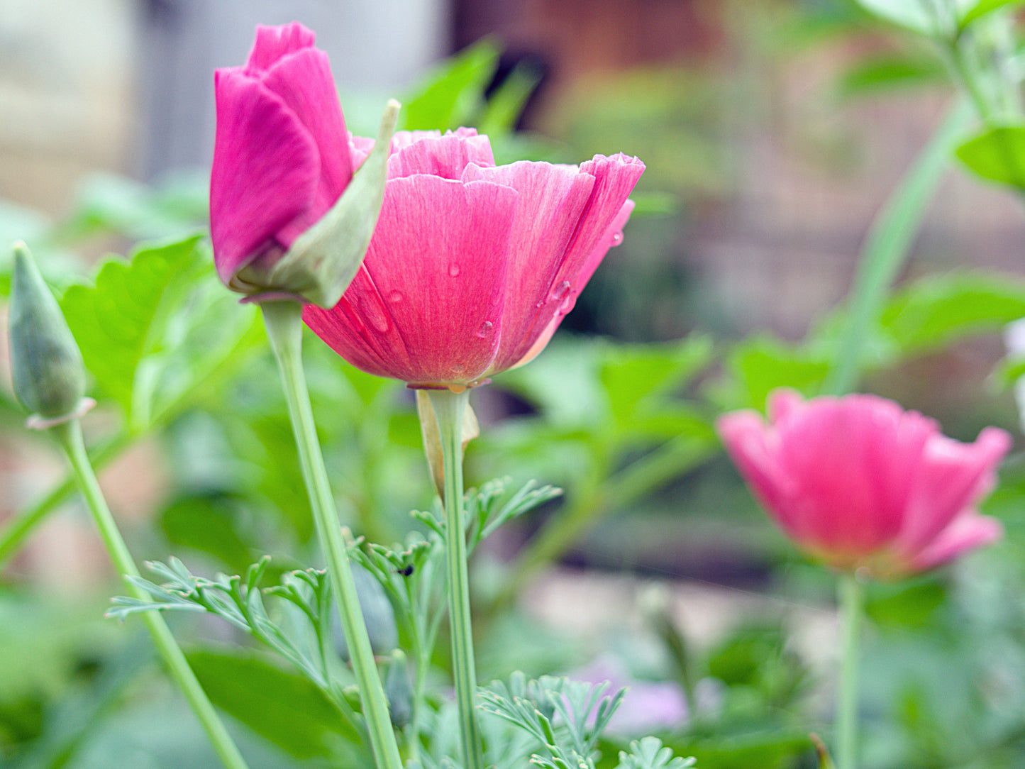 500 Carmine King California Poppy (Eschscholzia Californica) Seeds