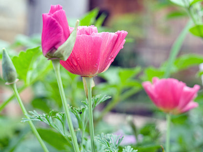 500 Carmine King California Poppy (Eschscholzia Californica) Seeds
