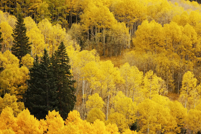 50 Golden Quaking Aspen (Populus Tremuloides) Seeds
