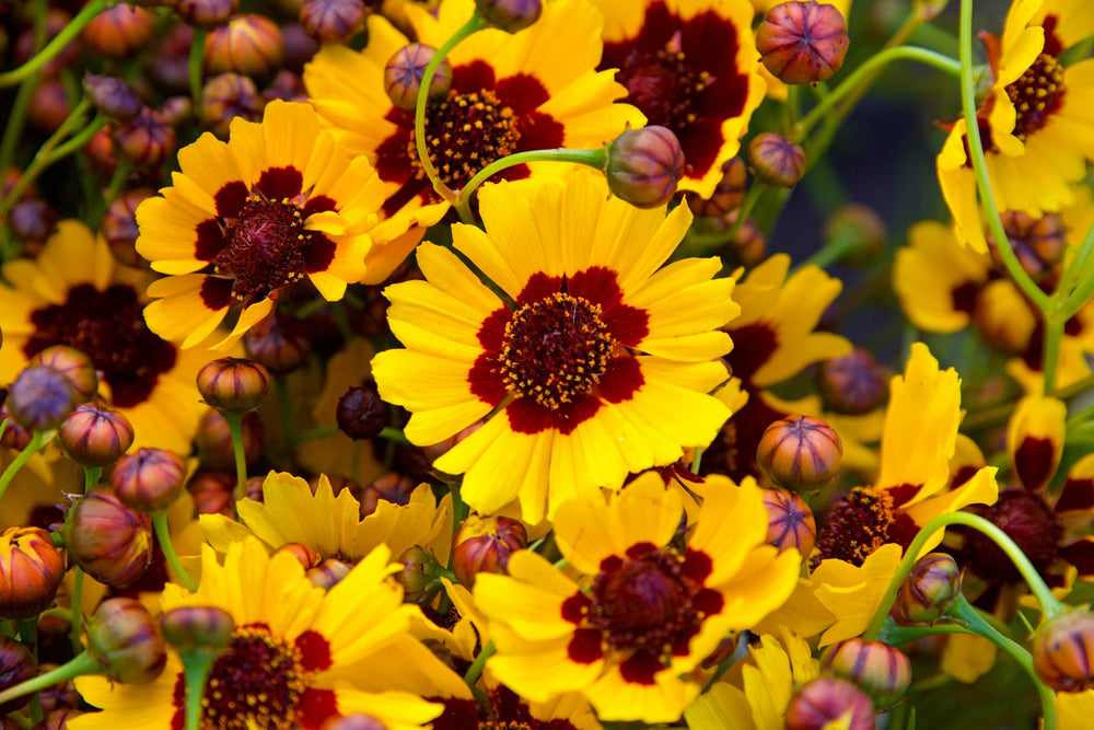 1000 Golden Wave Coreopsis (Coreopsis Basalis) Flower Seeds