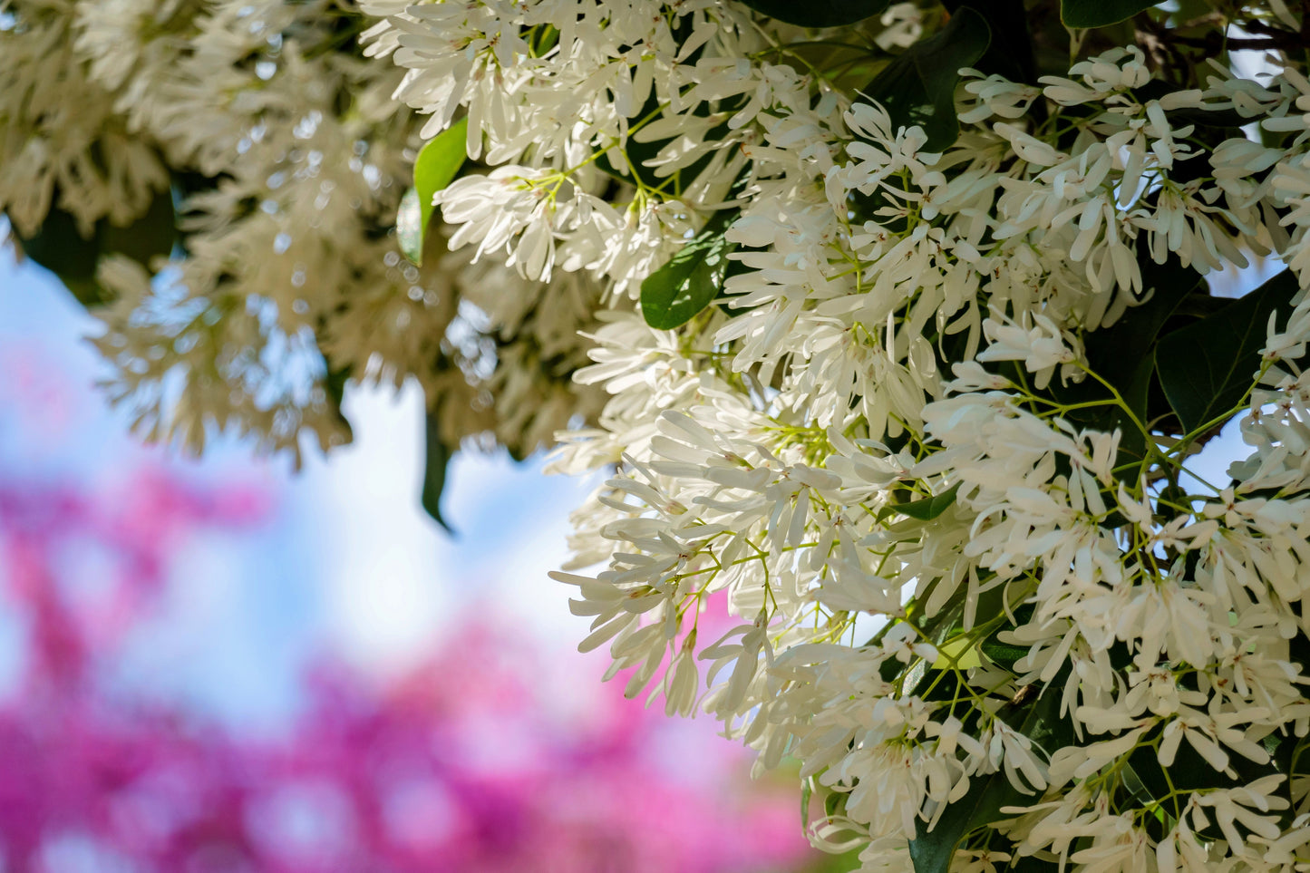 3 Fringe Tree (Chionanthus Virginicus) Seeds