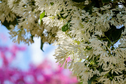 3 Fringe Tree (Chionanthus Virginicus) Seeds