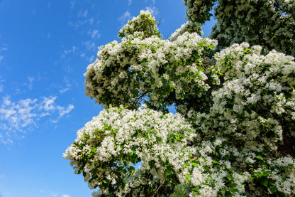 3 Fringe Tree (Chionanthus Virginicus) Seeds