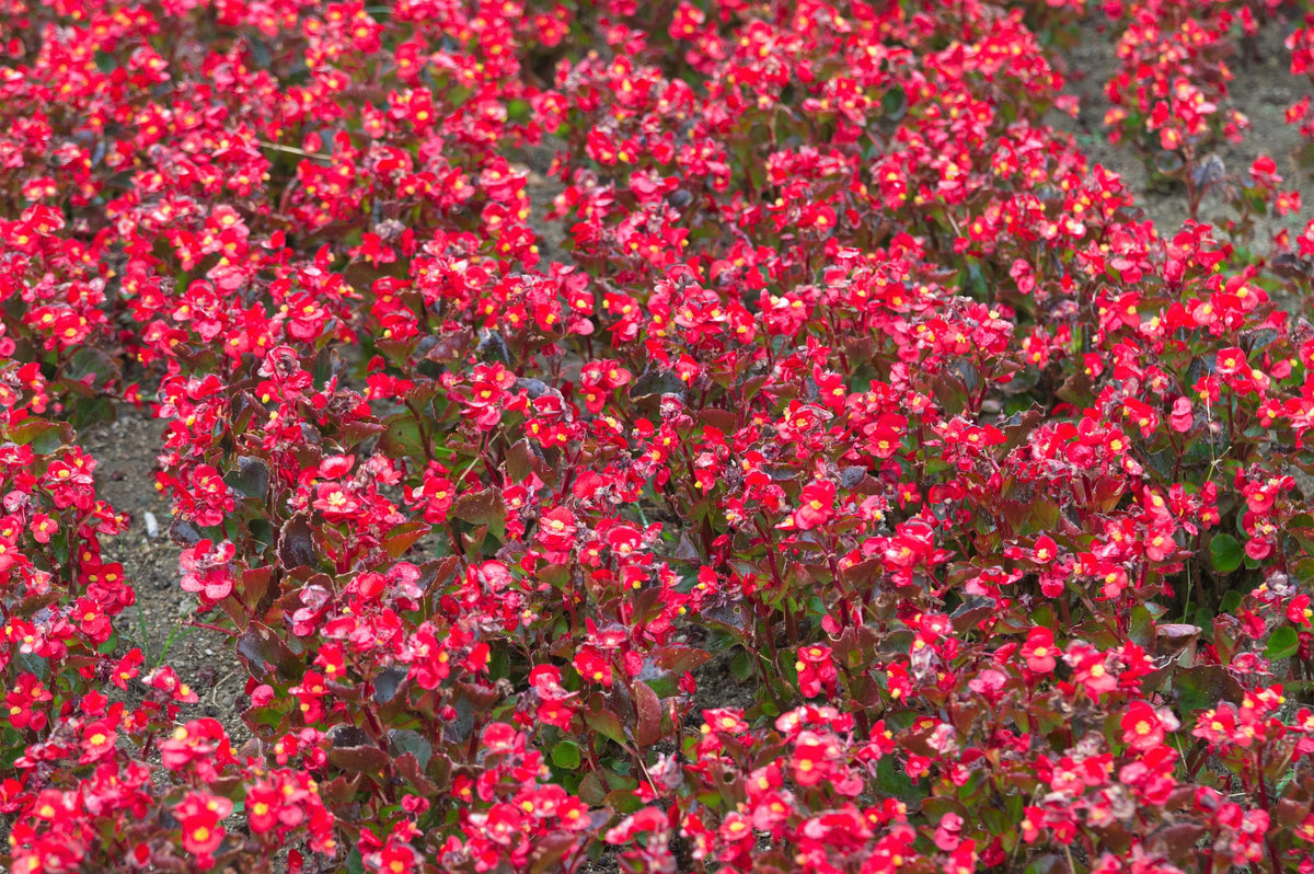 Mixed Wax Begonia (Begonia semperflorens) Seeds – 25 ct