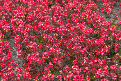 Mixed Wax Begonia (Begonia semperflorens) Seeds – 25 ct