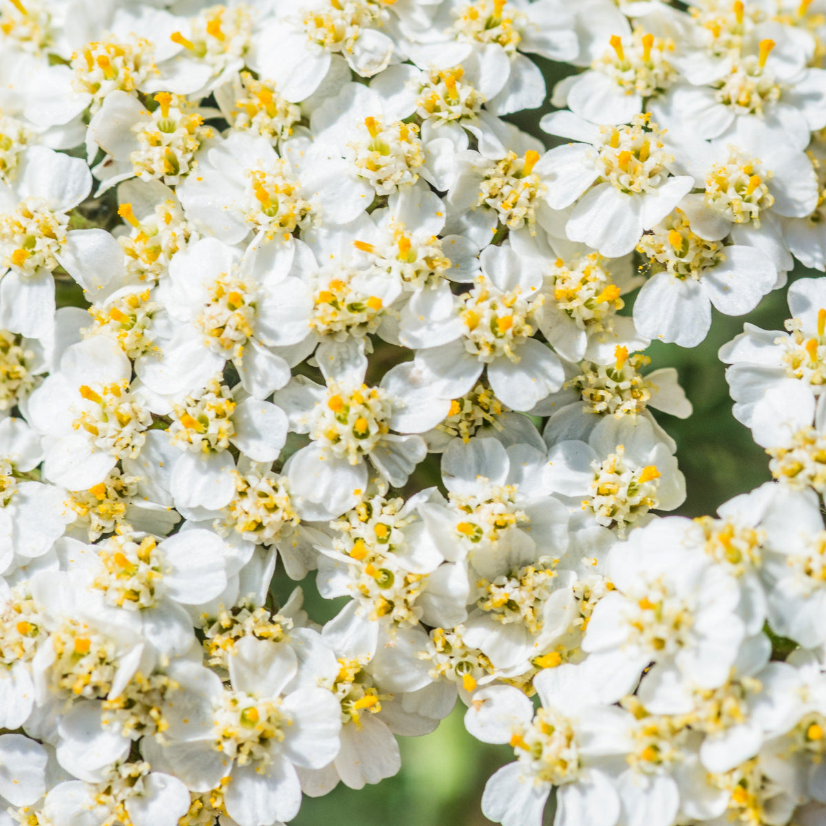 1000 White Yarrow (Achillea Millefolium) Seeds