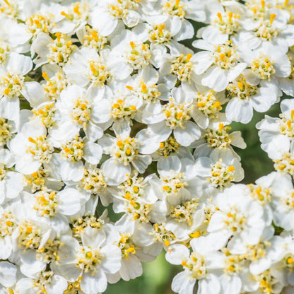 1000 White Yarrow (Achillea Millefolium) Seeds
