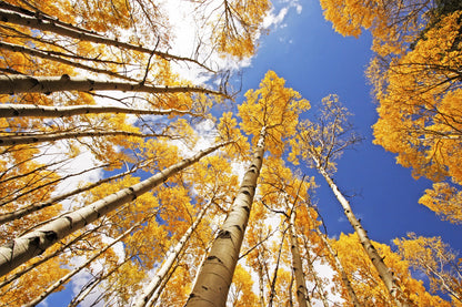 50 Golden Quaking Aspen (Populus Tremuloides) Seeds