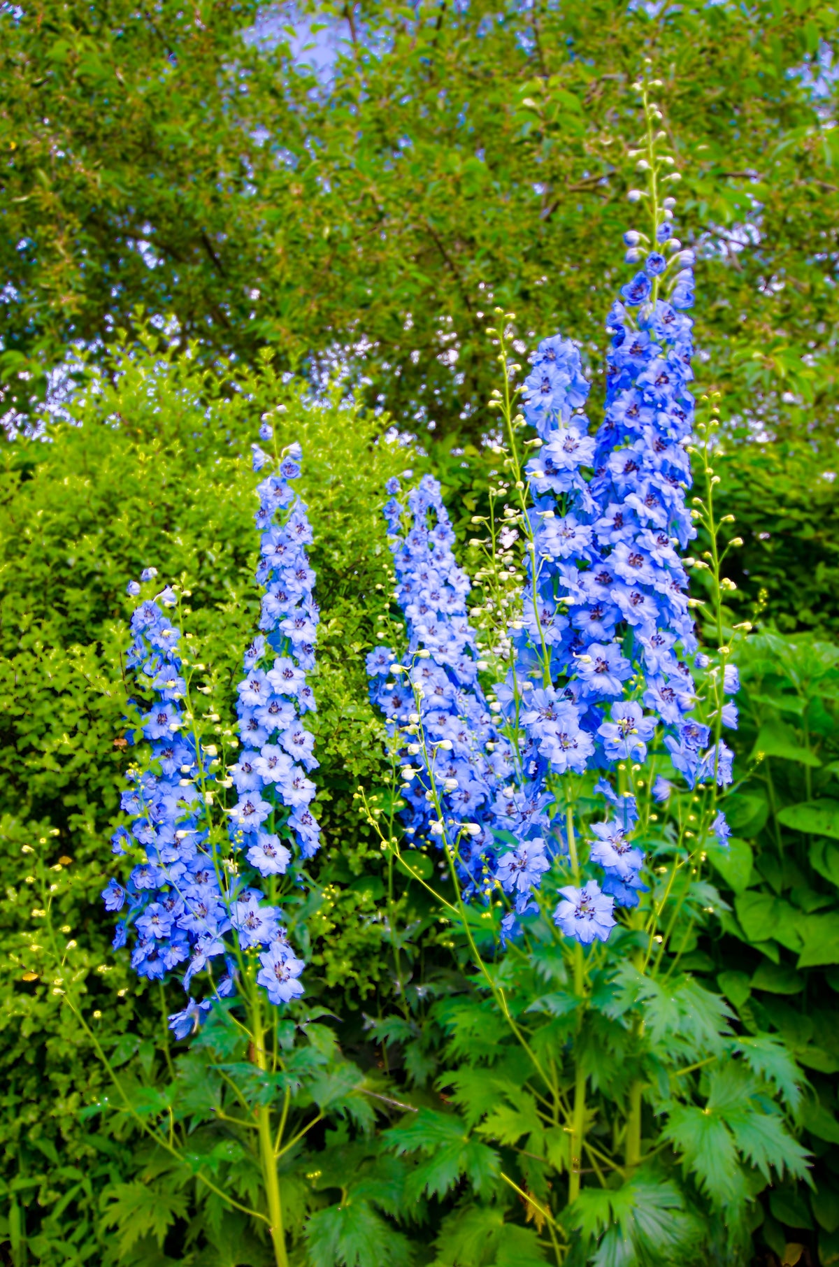 Blue With Pink Rocket Larkspur (Consolida ajacis) Seeds – 350 ct