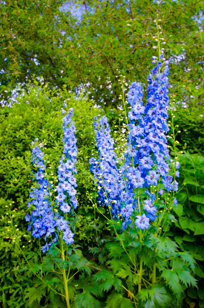 Blue With Pink Rocket Larkspur (Consolida ajacis) Seeds – 350 ct