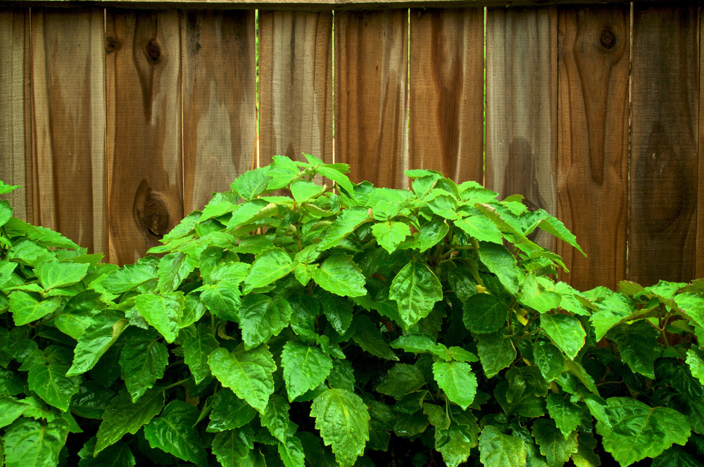 5 True Patchouli Shrub (Pogostemon Cablin) Seeds