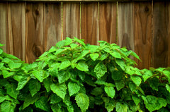 5 True Patchouli Shrub (Pogostemon Cablin) Seeds