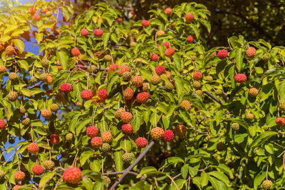 20 Himalayan Dogwood (Cornus Capitata) Seeds