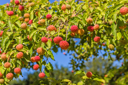 20 Himalayan Dogwood (Cornus Capitata) Seeds