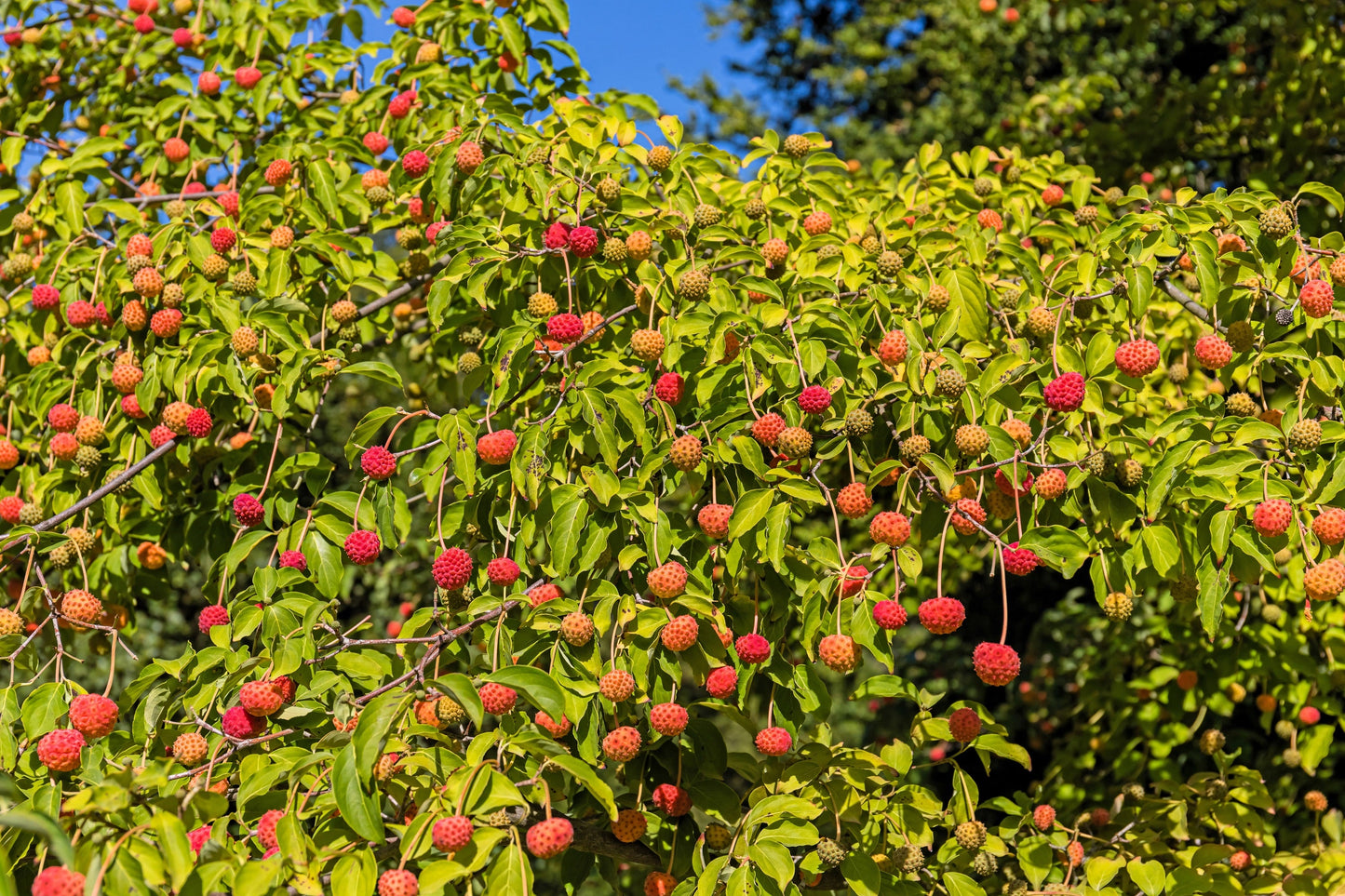 20 Himalayan Dogwood (Cornus Capitata) Seeds