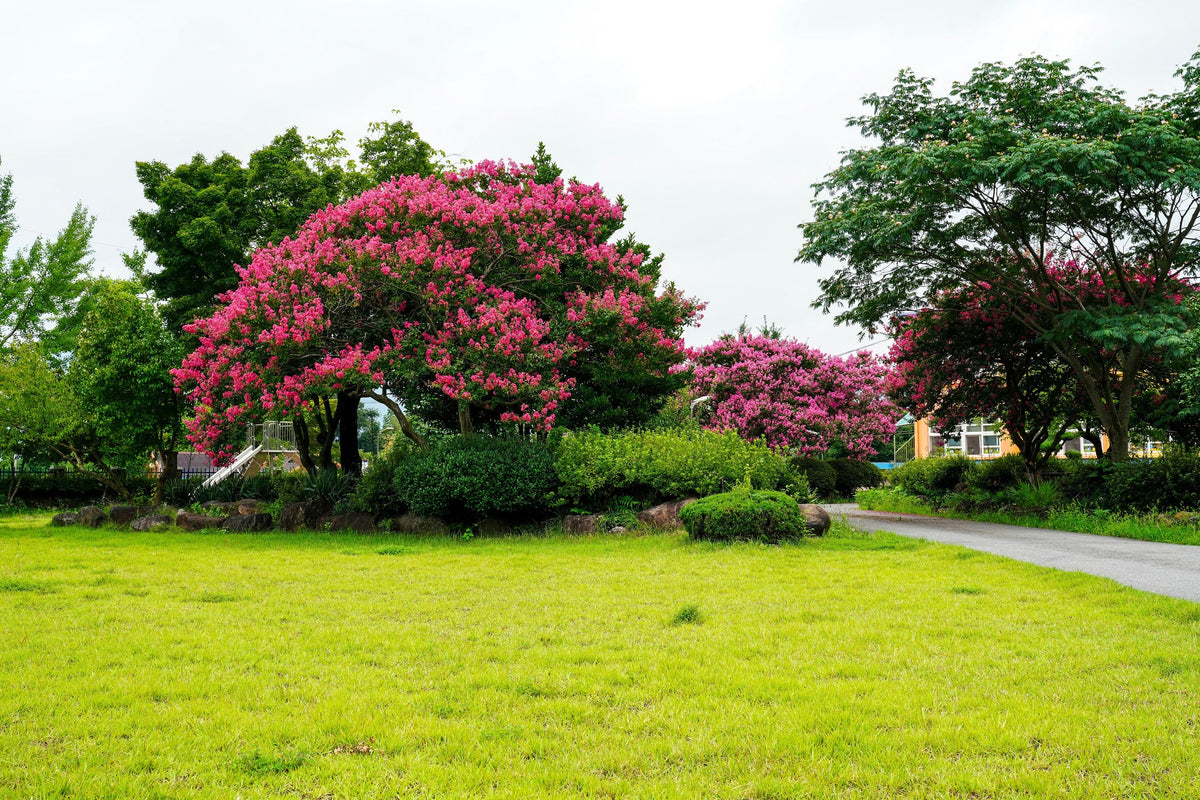 Dark Pink Crepe Myrtle (Lagerstroemia indica) Seeds – 35 ct