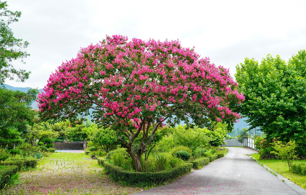 Dark Pink Crepe Myrtle (Lagerstroemia indica) Seeds – 35 ct