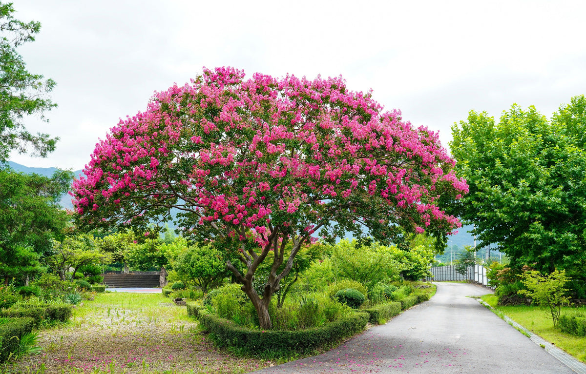 Dark Pink Crepe Myrtle (Lagerstroemia indica) Seeds – 35 ct
